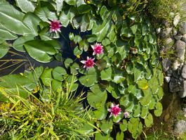 Teichrose Seerose