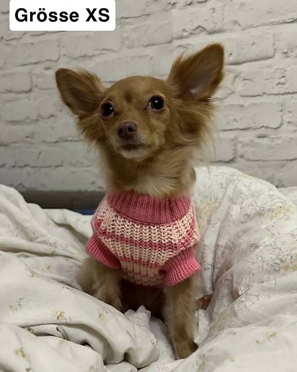 Bekleidung: Hunde Bekleidung  – Gebraucht aus schaan von nat_cx6y 2