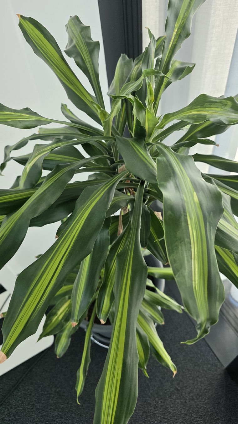 Pflanzen & Samen: Zimmerpflanze Dracaena Grösse ca. 100cm – Gebraucht aus Sirnach von adr_bc59 3