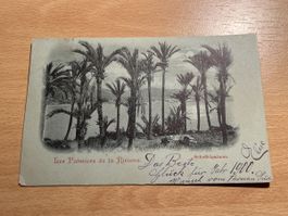 Alte Ansichtskarte "Les Palmiers de la Riviera" 1900!