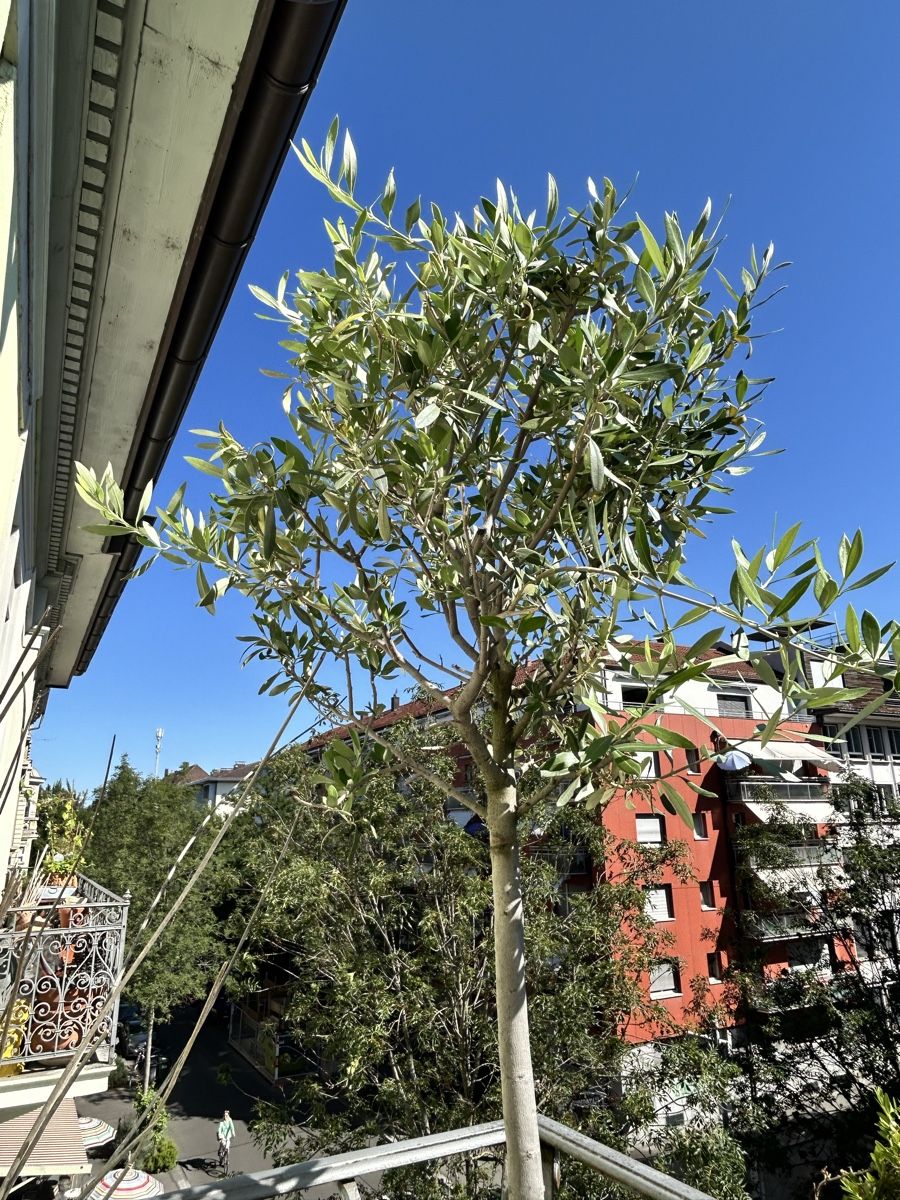Piante & sementi: Olive Tree in Pot Healthy Condition – Usato da Zürich venduto da Mistral61 5