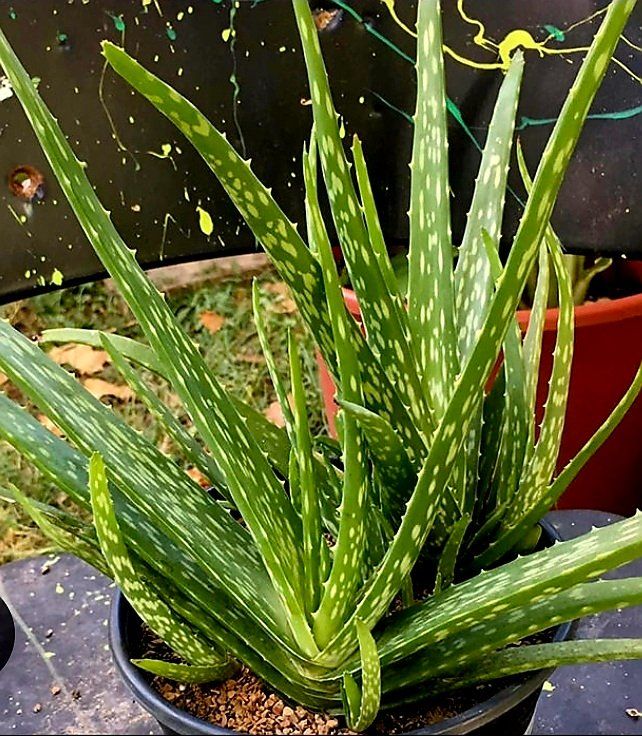Piante & sementi: ALOE VERA CHINESISCHE MULTIPFLANZE 20 CM – Nuovo e nell'imballaggio originale da Rovio venduto da POSITIFFARTandPLANTS 4