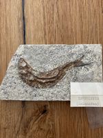 Fossil Leptolepis (Solnhofen). Sammlerstück. Rarität!