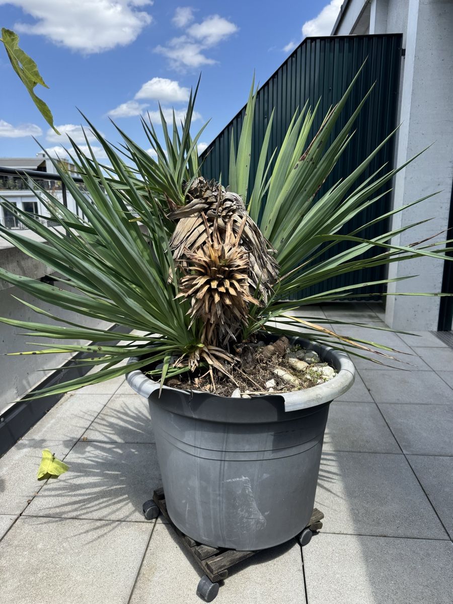 Piante & sementi: Yucca Palme  – Usato da Zürich venduto da hel_6ltj 1