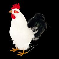 🐓Feder Hahn, Tier, Ostern, Dekoration🐓