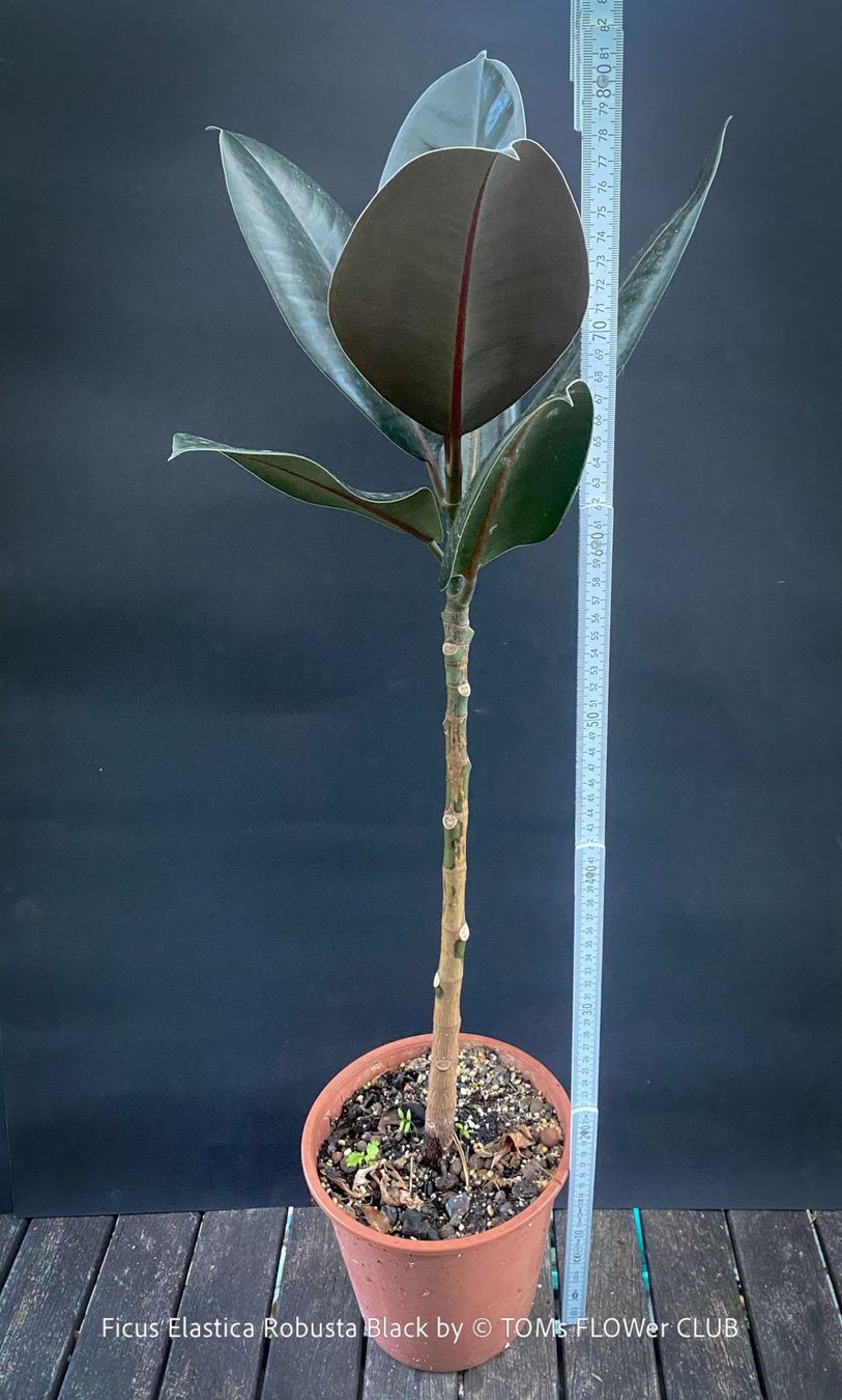 Pflanzen & Samen: Ficus Elastica Robusta Black - "schwarzer Gummibaum" – Neu und originalverpackt aus Adliswil von TAKEYOURPLANT 4