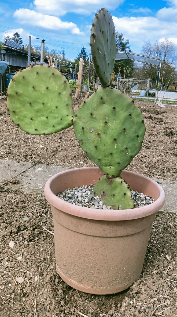 Piante & sementi: Opuntia Orbiculata seymour – Nuovo (secondo la descrizione) da Augst BL venduto da Betsileo 1