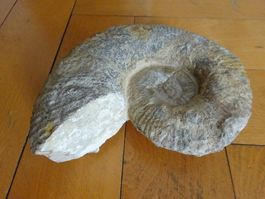 Grosser Ammonit / 3500 Gramm