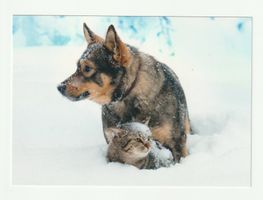 Postkarte Hund Katze Schnee Tierärzte im Einsatz
