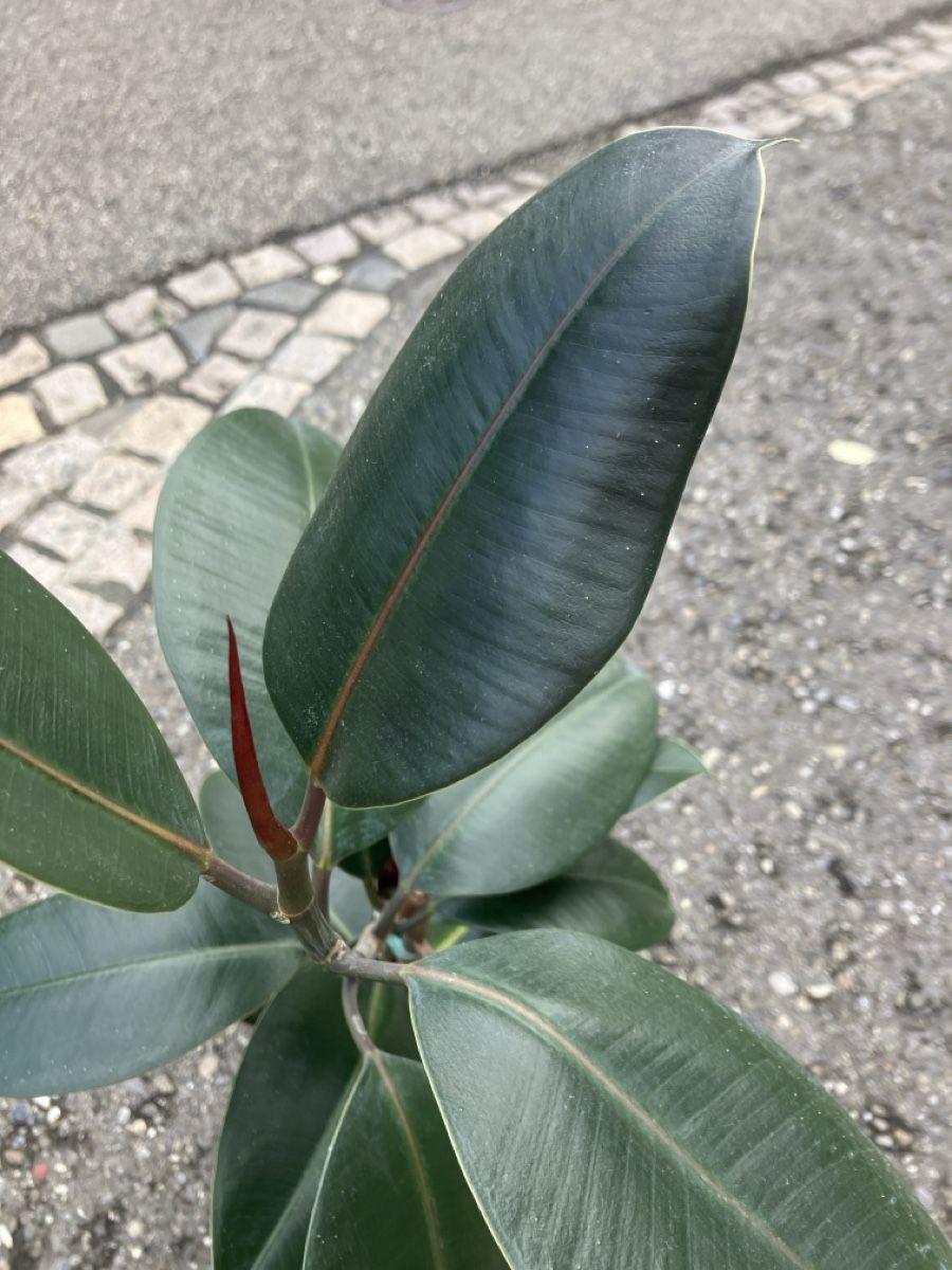 Plantes & graines: Gummibaum, inkl Topf – D'occasion à Knonau par fiomuckel 1
