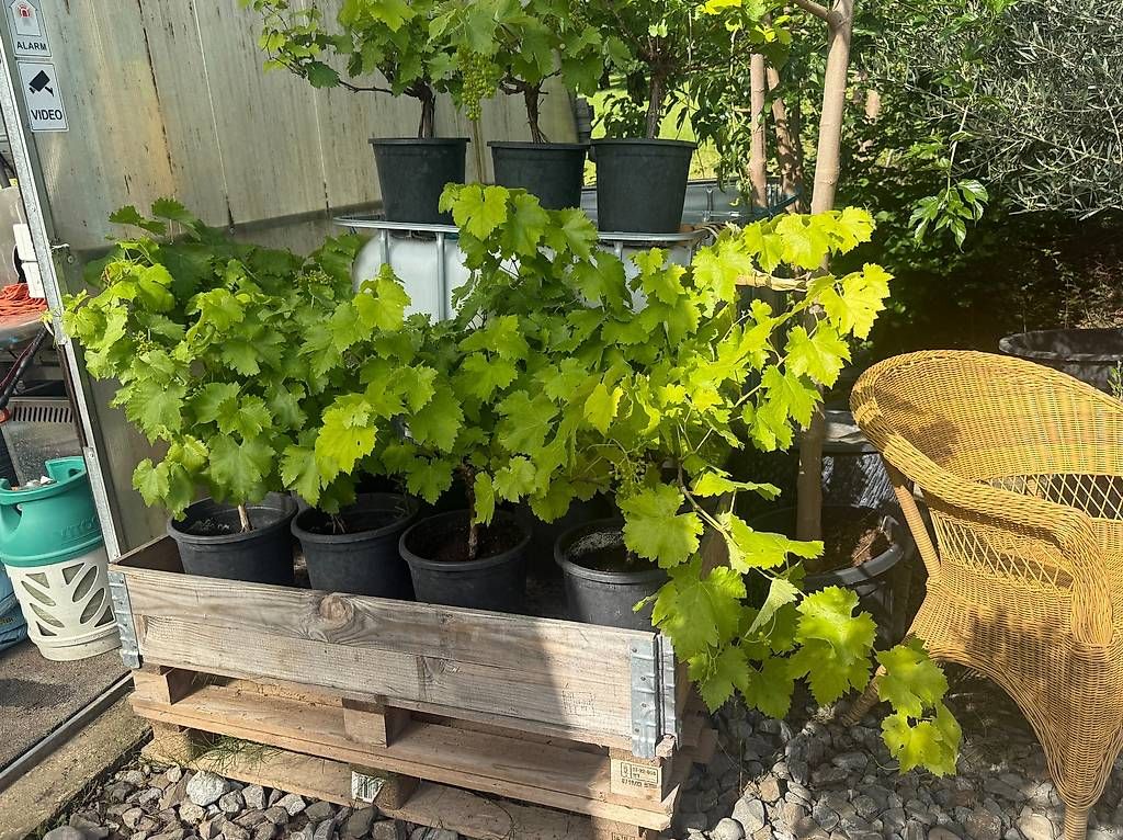 Piante & sementi: Weinreben – Nuovo e nell'imballaggio originale da Zuckenriet venduto da Thur_Plant 7