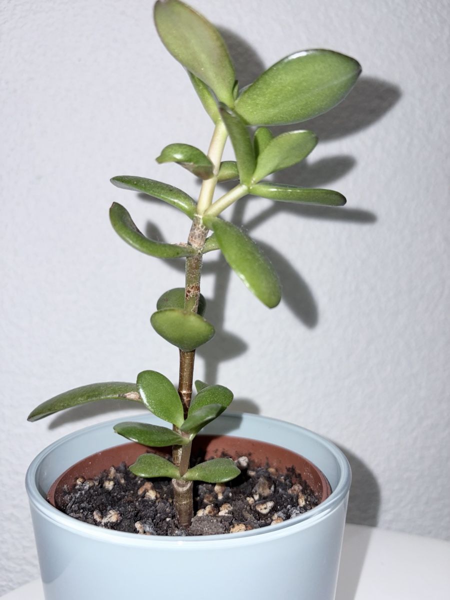 Plantes & graines: Crassula ovata with glass ceramic cache pot – D'occasion à Kilchberg ZH par malibubeach 4
