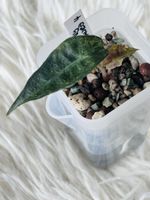Alocasia Polly Aurea