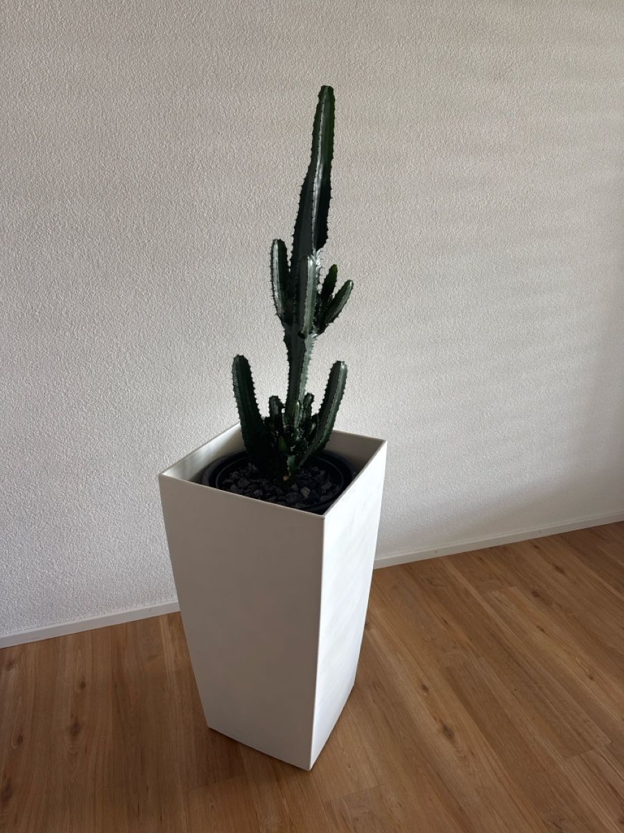 Plantes & graines: Kaktus mit Topf – D'occasion à Grüt (Gossau ZH) par tam_m9wb