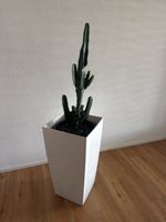 Kaktus mit Topf