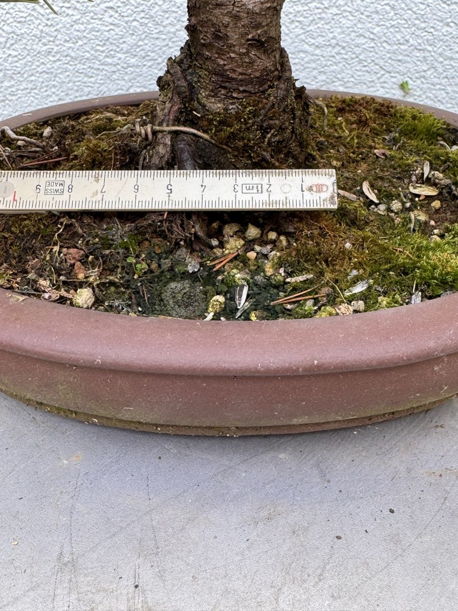 Piante & sementi: Bonsai/Pinus Mugo – Usato da Münchwilen TG venduto da baluzi3 6