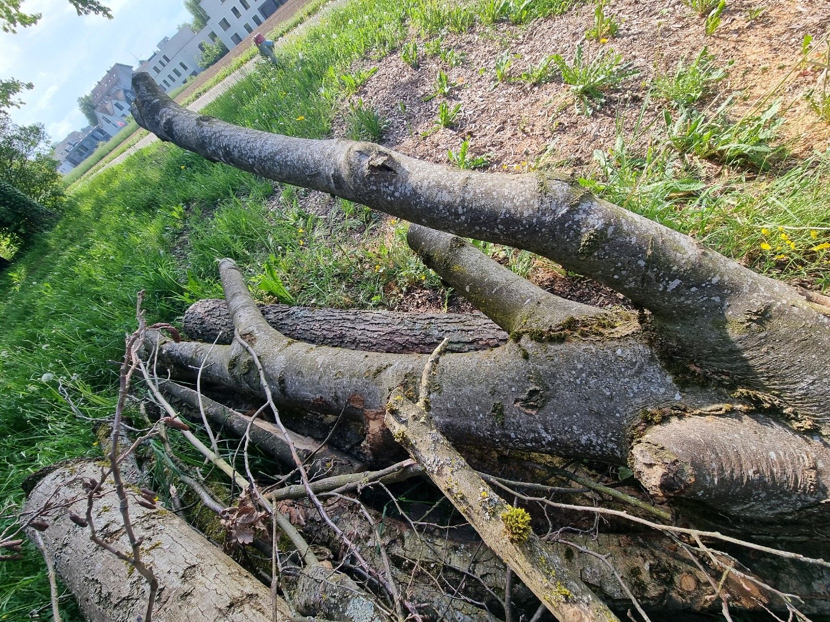Articoli in legno: Baumstamm Esche mit Vergabelung und Ästen – Usato da Oberglatt ZH venduto da bea1986 2