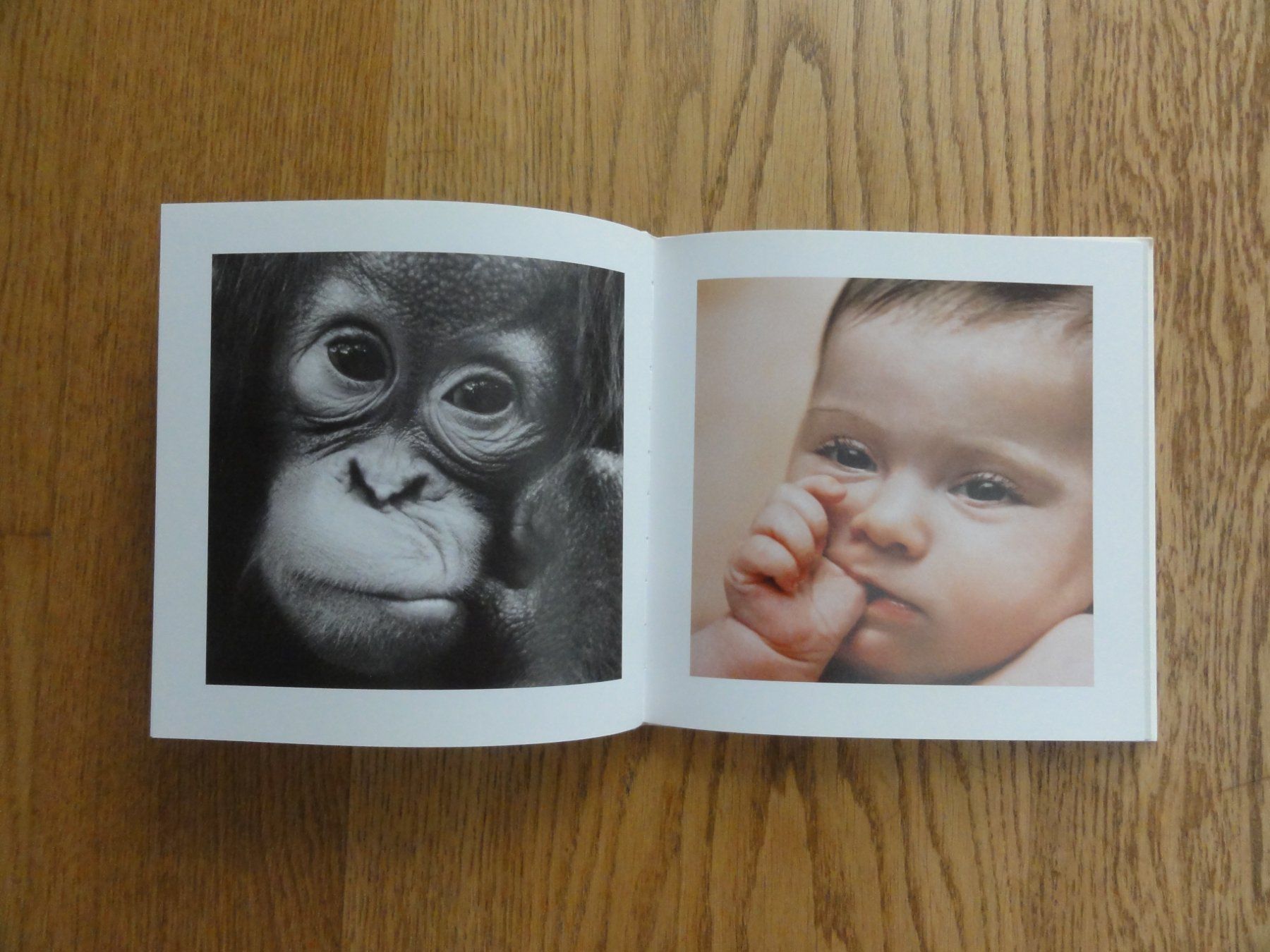 Libri: Kleine Freunde, Fotoband – Usato da Riedholz venduto da Taweva 3