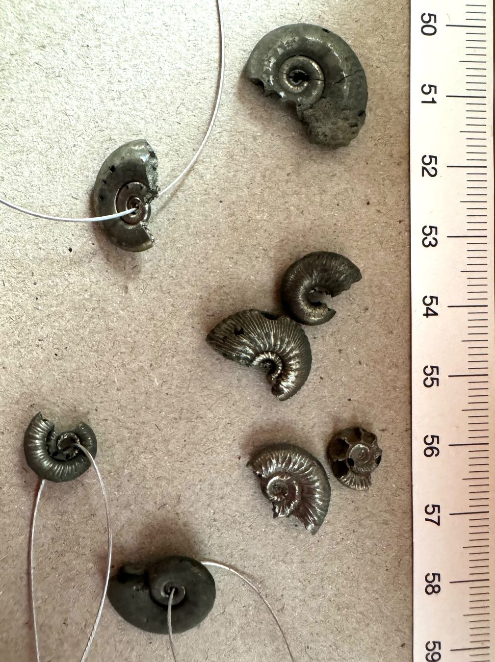 Fossili: Ammoniten Pyritisiert      Restposten  winzig !!!     defect – Difettoso da Leuggern venduto da gemshow 5