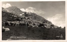 Säntis. Schafherde
