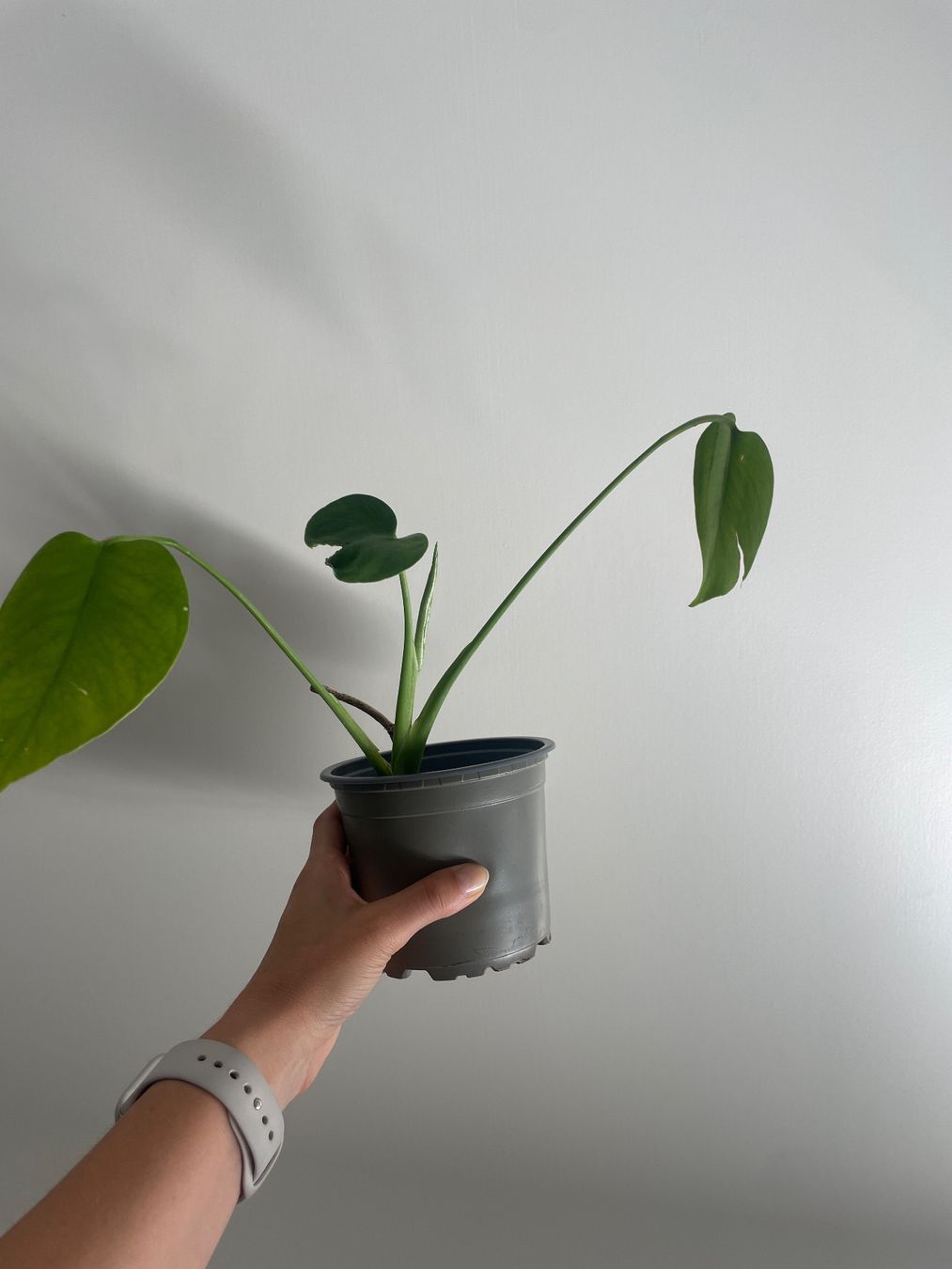 Piante & sementi: Baby monstera – Usato da Bern venduto da adr_62mn 2