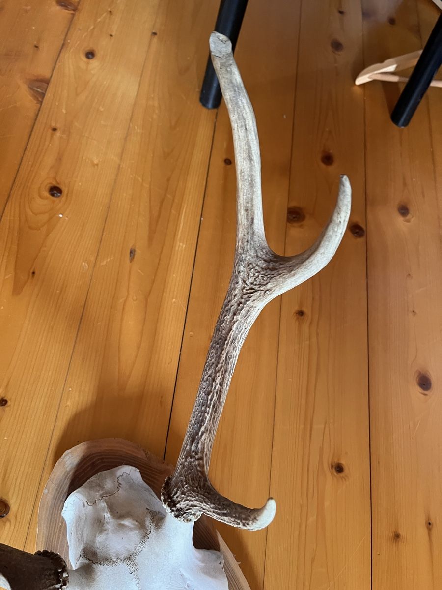 Altre raccolte & rarità: Hirschgeweih Trophäe Jäger – Usato da Maienfeld venduto da DivicoHelveticus 3
