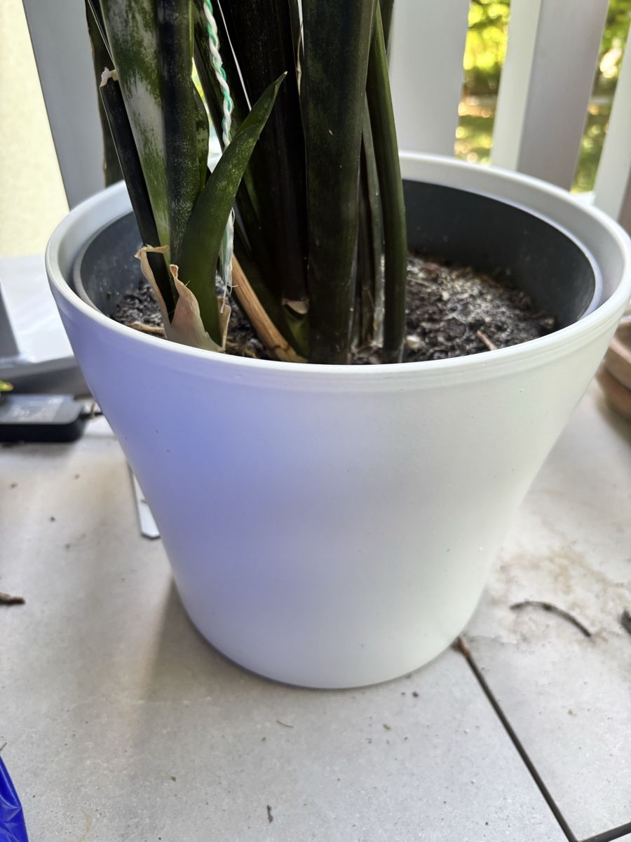 Vasi per fiori: White Plant Pot Good Condition 25cm Diameter – Usato da Zürich venduto da O.Bond 1