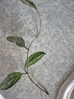 Hoya Carnosa Splash Ableger mit Wurzeln