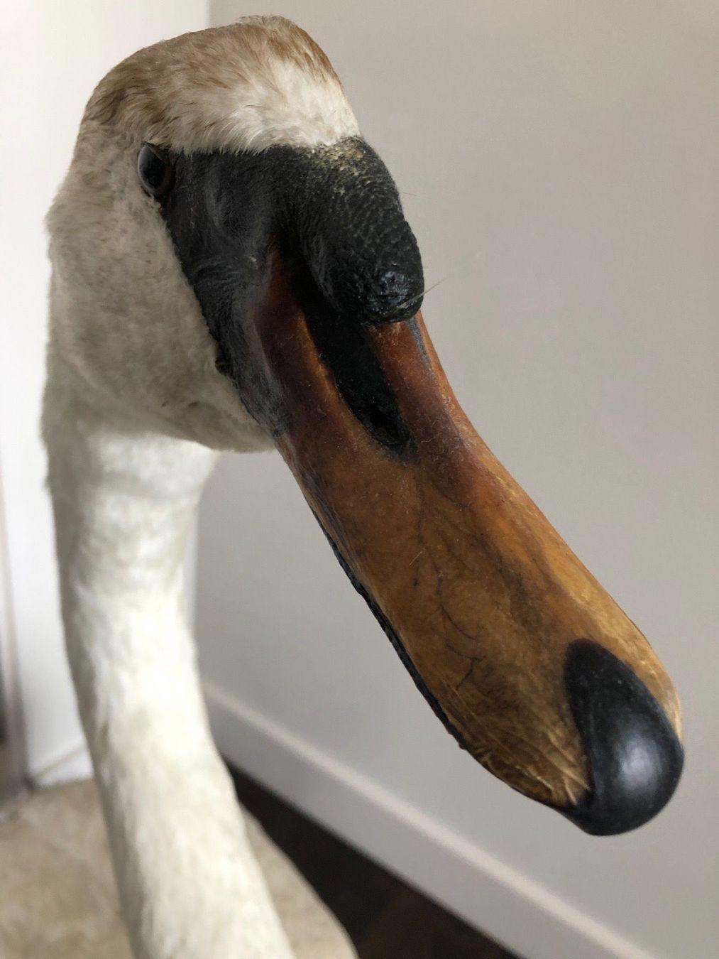 Welt der Tiere: Schwanpräparat - Taxidermie – Gebraucht aus Zürich von inga65 5