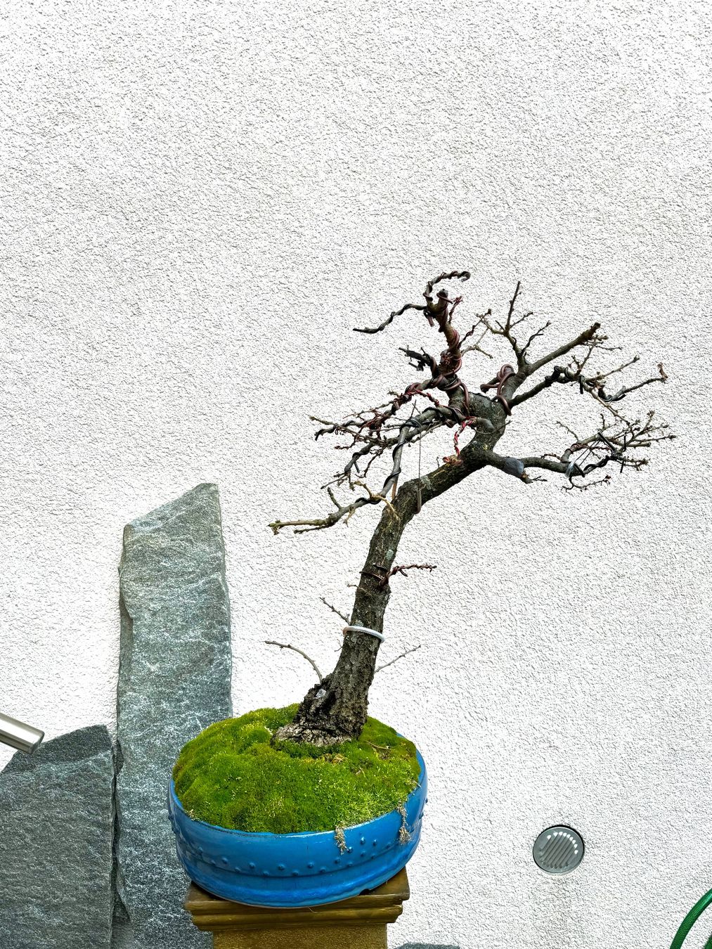 Piante & sementi: Ziereiche Bonsai – Usato da Rümlang venduto da Gruseh.ch 5