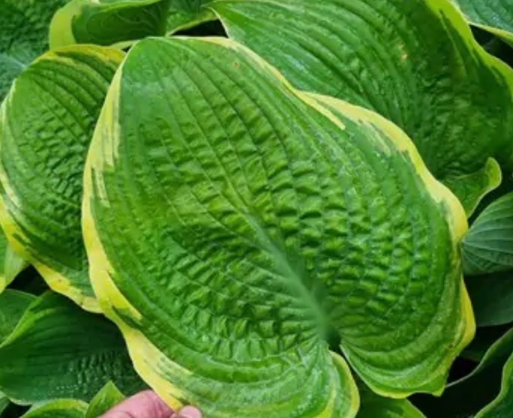 Plantes & graines: Hosta unchained melody – D'occasion à Lajoux JU par Briard0 2