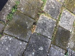 Gartenplatten aus Beton, 50 x 50 x 4 cm, ca 50 Stück, gratis