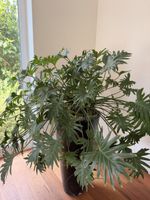 Prachtvoller Philodendron (Baumfreund) – sehr gross & dicht