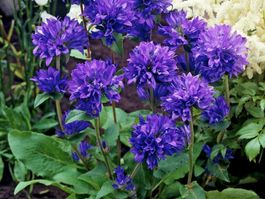 Knäuel-Glockenblume - Campanula glomerata var. dahurica - 25