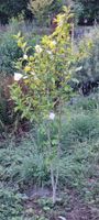 Gartenpflanze Hibiskusstrauch weiss blühend gut erhalten