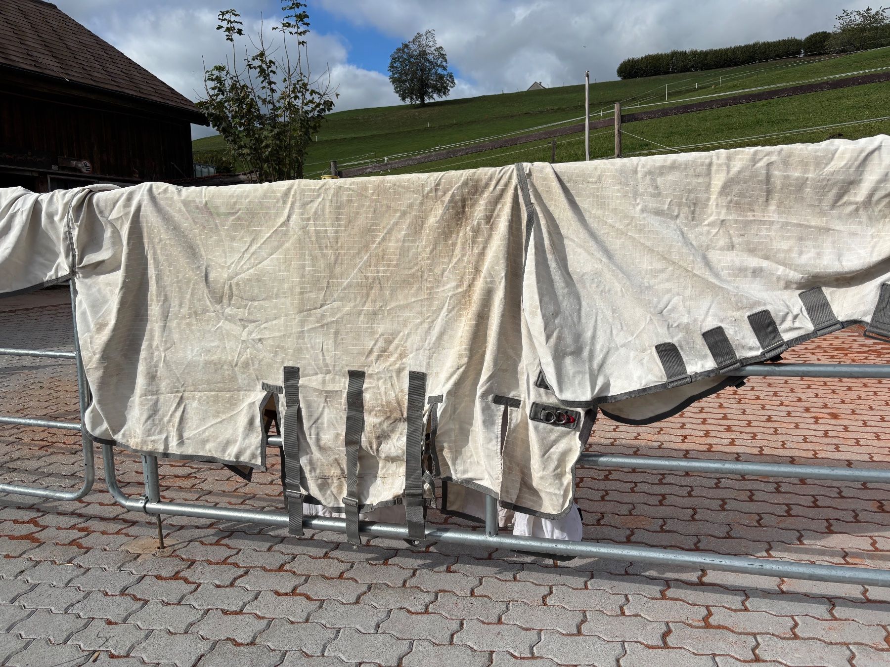Coperte & Accessori: Premier Equine Ekzemerdeck 155 – Usato da Algetshausen venduto da man_p7gb