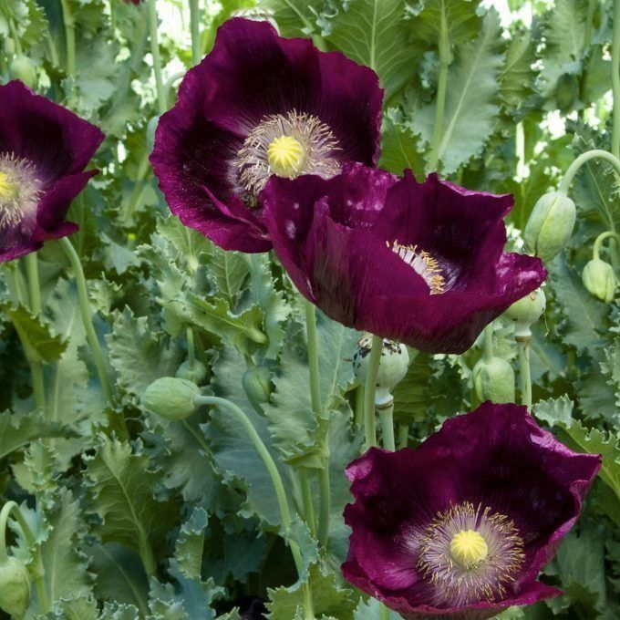 Piante & sementi: 500 Samen Mohn LAUREN'S GRAPE – Nuovo (secondo la descrizione) da Ehrendingen venduto da VerveinaSamen 4
