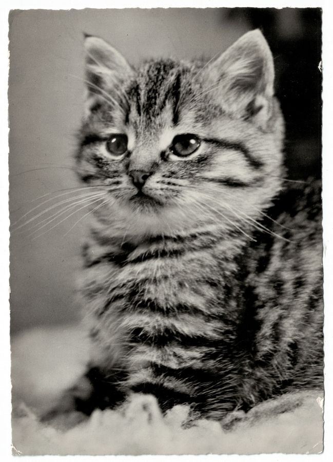 Cartoline postali: Junge Katze, gelaufen 1960 – Usato da Frauenfeld venduto da POML