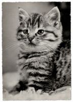 Junge Katze, gelaufen 1960