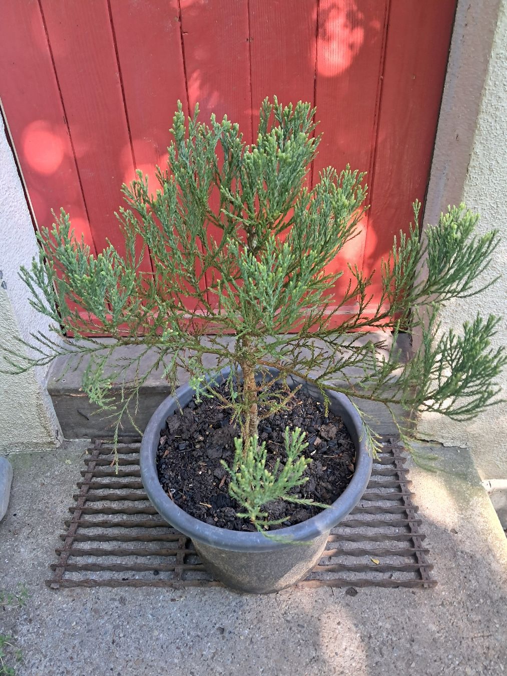 Piante & sementi: Mammutbaum (Sequoiadendron giganteum) – Usato da Lütisburg venduto da anou00 4