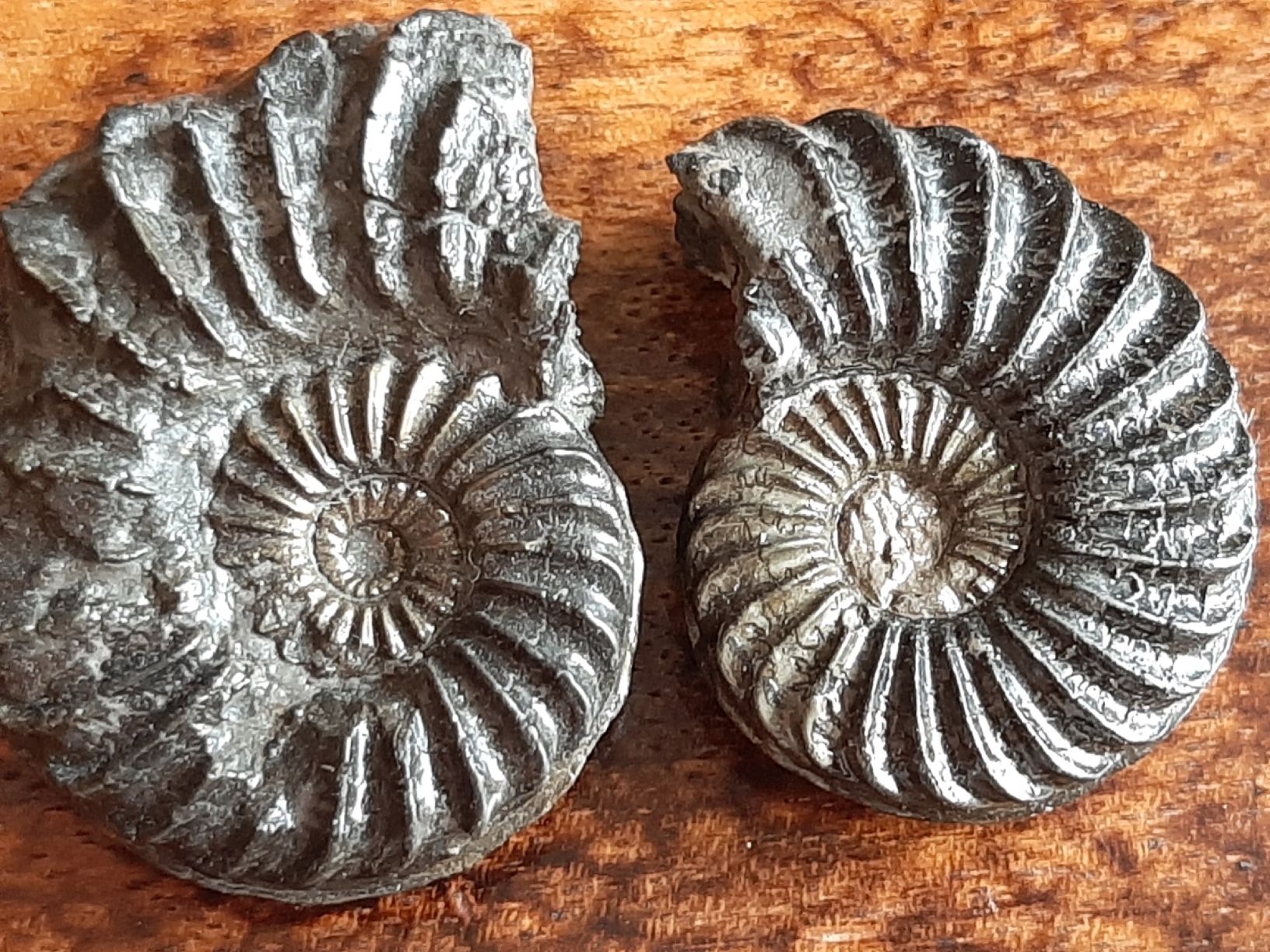 Fossili: Pyrit Ammoniten 3 Stück Frankreich – Usato da Rickenbach BL venduto da Oktober68 3