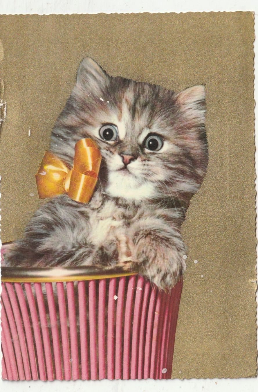 Cartoline postali: Scöne Katze – Usato da Lumbrein venduto da made02