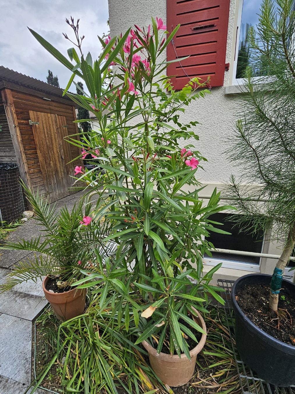 Piante & sementi: Oleander Rosa einfach/160cm/30l Topf – Usato da Thun venduto da Brumchli 1