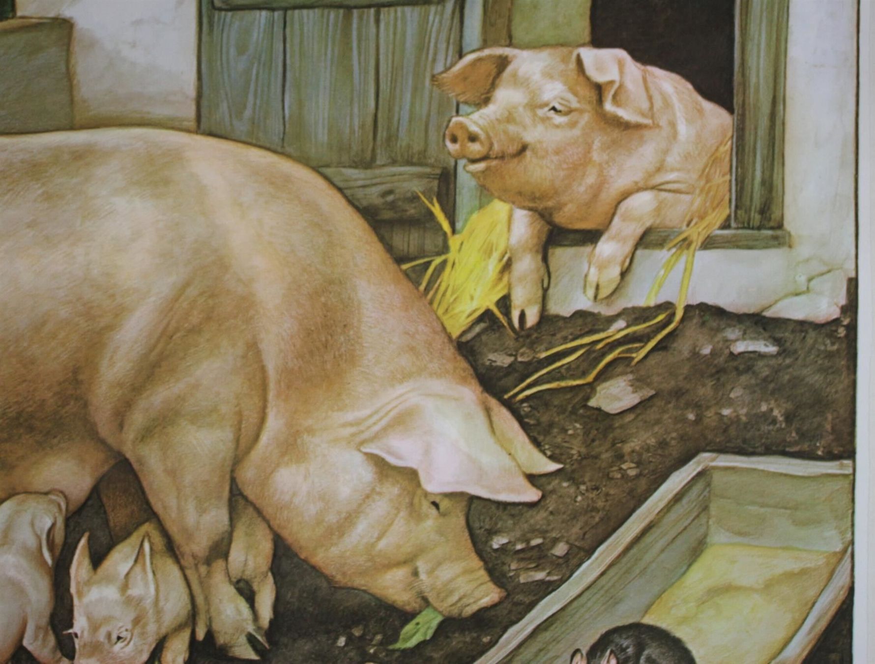 Foto & Immagini: Schulwandbild, Lehrtafel, Schwein, Ratte – Usato da Birrwil venduto da brandschatz_birrwil 2