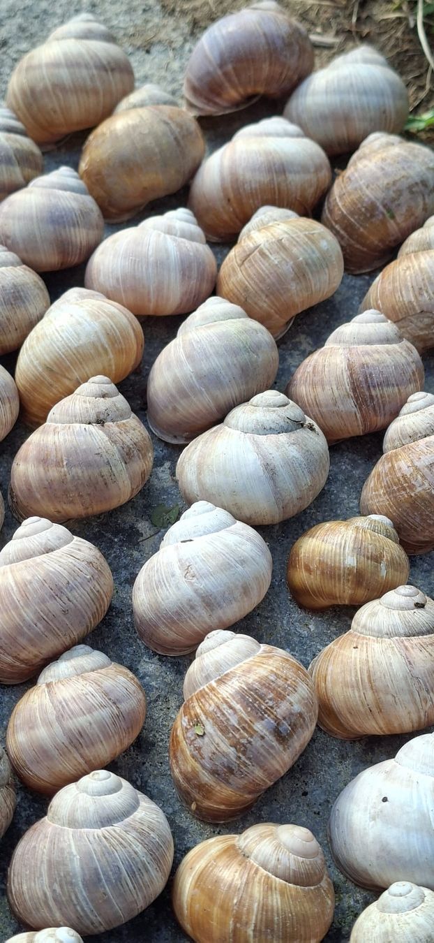 Alle Dekorationen: 66 grosse,echte Schneckenhäuser, – Neu (gemäss Beschreibung) aus Ebnat-Kappel von Zurk 1