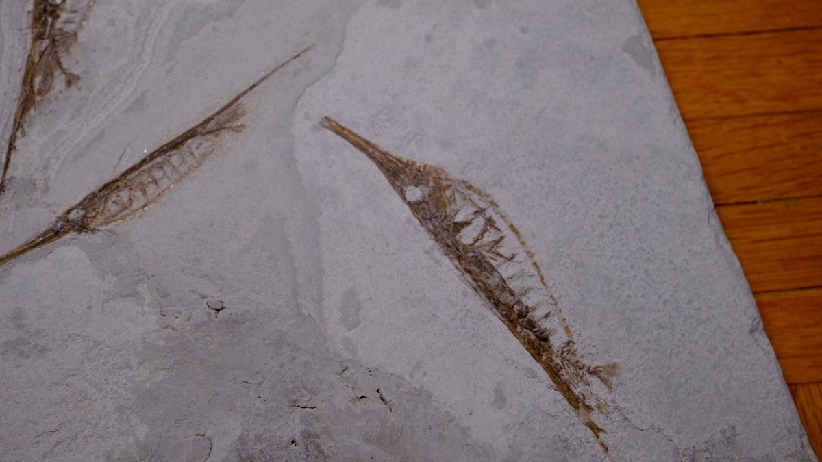 Fossilien: Fossil - Centriscus strigatus – Gebraucht aus Biel/Bienne von nimmes 2