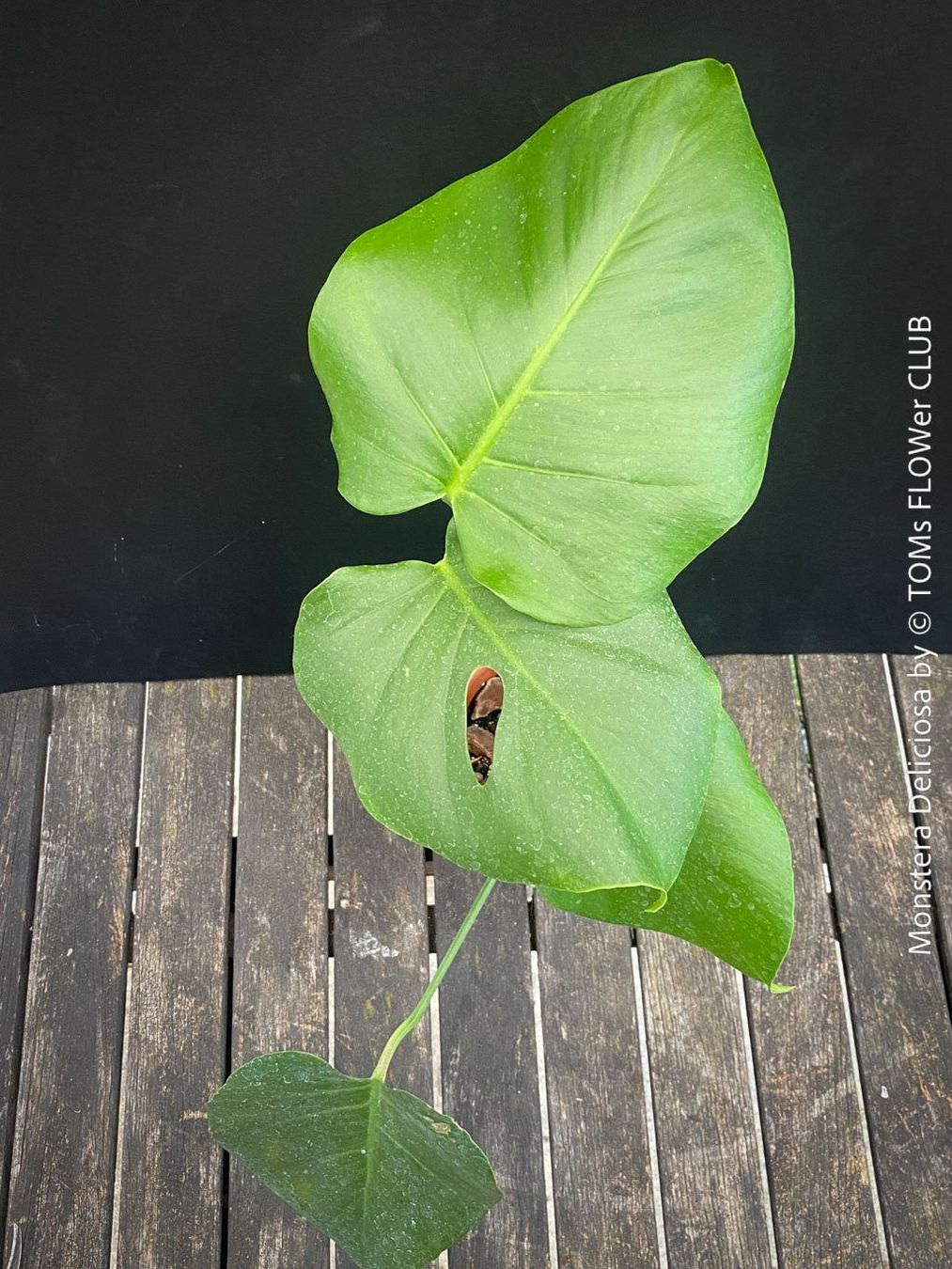 Pflanzen & Samen: Monstera Deliciosa - echte, gross-blättrige Grundform – Neu und originalverpackt aus Adliswil von MarkyForest 2