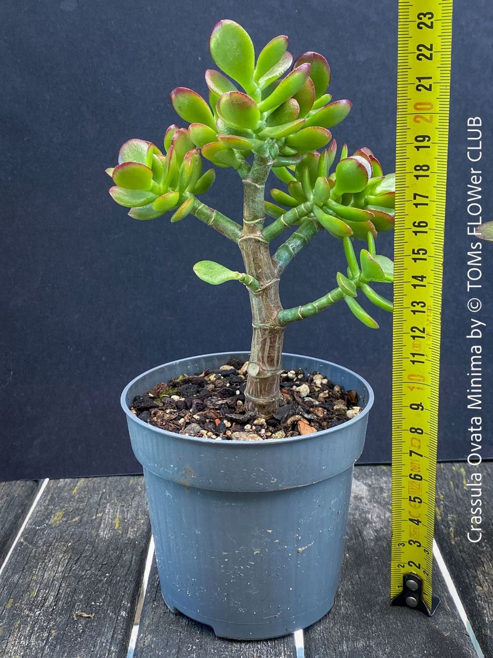 Piante & sementi: CRASSULA OVATA MINIMA - Kompakter Geldbaum – Nuovo e nell'imballaggio originale da Adliswil venduto da TAKEYOURPLANT 5