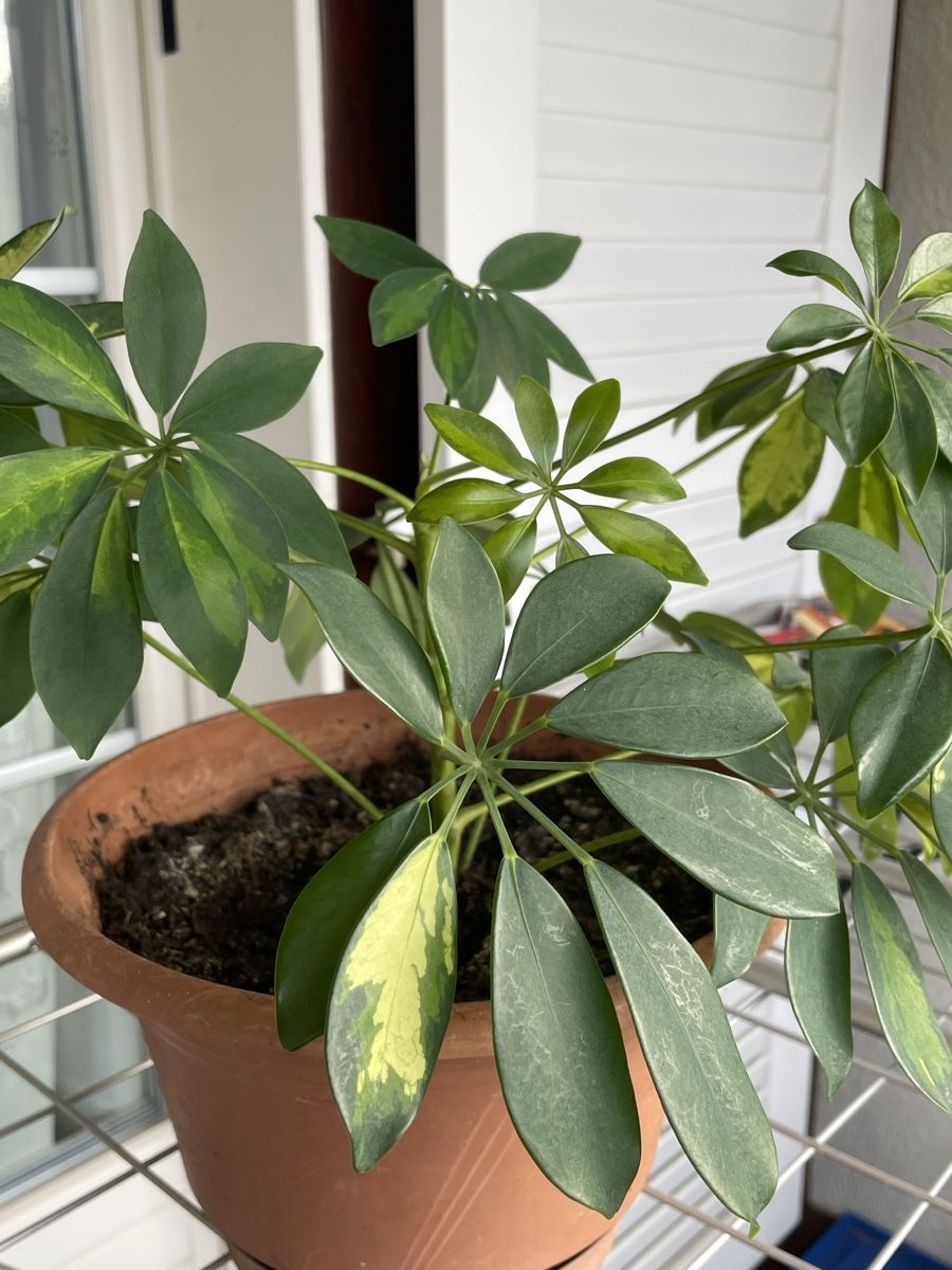 Piante & sementi: STRAHLENARALIE - SCHEFFLERA - HEPTAPLEURUM – Nuovo (secondo la descrizione) da Buchs AG venduto da fischli610 4