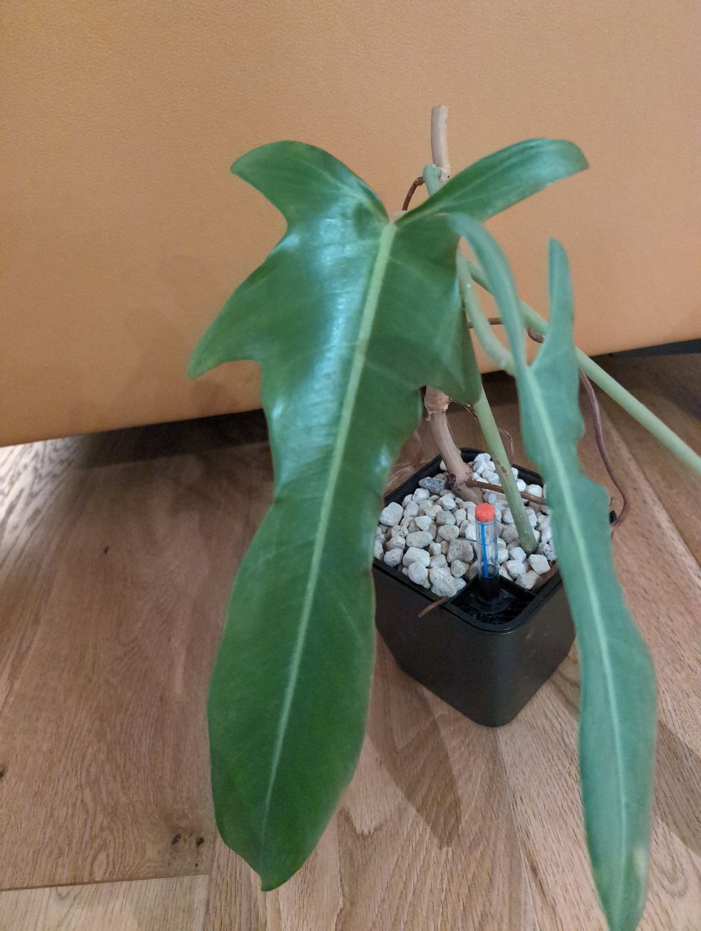 Piante & sementi: Philodendron Jerry Horne in semi hydro – Usato da Bern venduto da JennisJungle 1